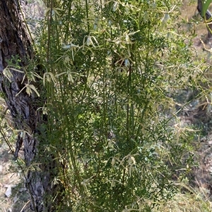 Clematis leptophylla at Yarralumla, ACT - 14 Sep 2024