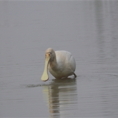 Platalea regia (Royal Spoonbill) at Leeton, NSW - 12 Jul 2024 by Rixon