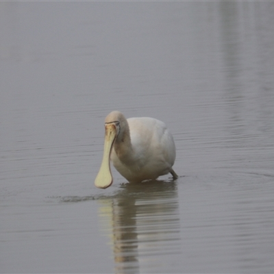 Platalea regia (Royal Spoonbill) at Leeton, NSW - 12 Jul 2024 by Rixon