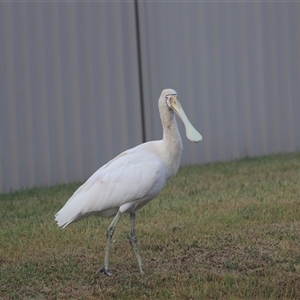 Platalea regia at Leeton, NSW - 13 Jul 2024 09:53 AM