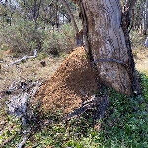 Nasutitermes exitiosus at Yarralumla, ACT - suppressed