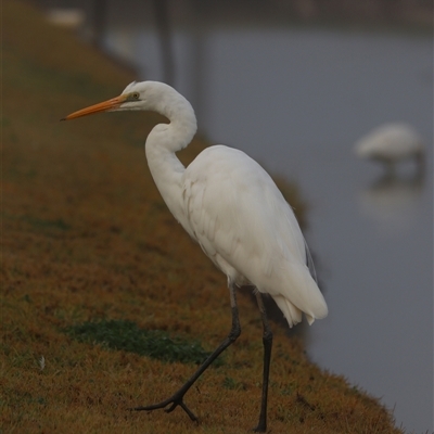 Ardea alba (Great Egret) at Leeton, NSW - 13 Jul 2024 by Rixon