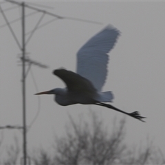 Ardea alba at Leeton, NSW - 13 Jul 2024