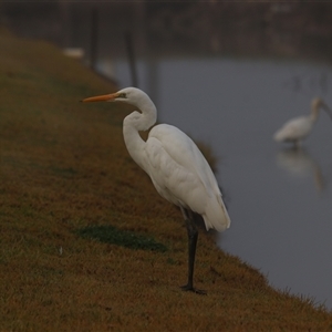 Ardea alba at Leeton, NSW - 13 Jul 2024