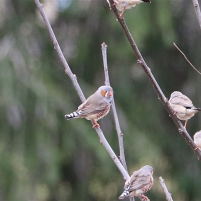 Taeniopygia guttata (Zebra Finch) at Leeton, NSW - 12 Jul 2024 by Rixon