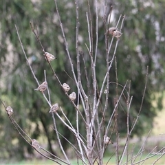 Taeniopygia guttata at Leeton, NSW - 12 Jul 2024