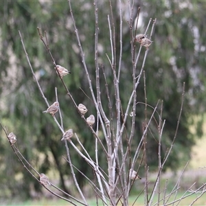 Taeniopygia guttata at Leeton, NSW - 12 Jul 2024