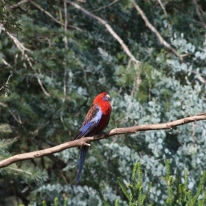 Platycercus elegans at Mount Kembla, NSW - 4 Feb 2024