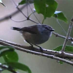 Gerygone mouki at Bulli, NSW - 14 Sep 2024