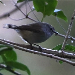 Gerygone mouki at Bulli, NSW - 14 Sep 2024