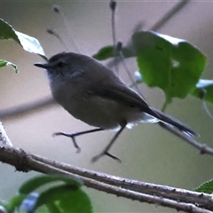 Gerygone mouki at Bulli, NSW - 14 Sep 2024