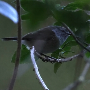 Gerygone mouki at Bulli, NSW - 14 Sep 2024