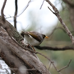 Manorina flavigula at Leeton, NSW - 12 Jul 2024 01:23 PM