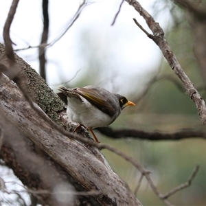 Manorina flavigula at Leeton, NSW - 12 Jul 2024 01:23 PM