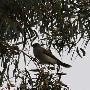 Manorina flavigula at Leeton, NSW - 12 Jul 2024 01:23 PM