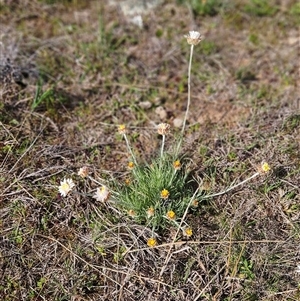 Leucochrysum albicans subsp. albicans at Whitlam, ACT - 14 Sep 2024 02:30 PM