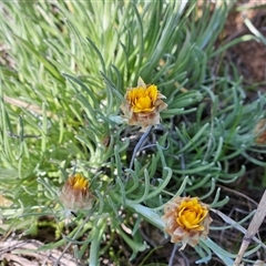 Leucochrysum albicans subsp. albicans at Whitlam, ACT - 14 Sep 2024 02:30 PM