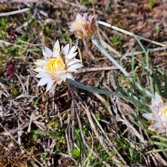 Leucochrysum albicans subsp. albicans at Whitlam, ACT - 14 Sep 2024