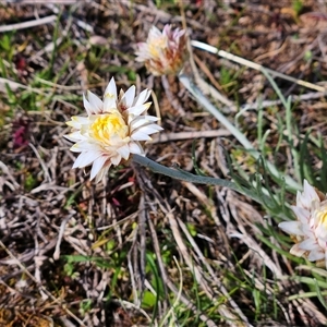 Leucochrysum albicans subsp. albicans at Whitlam, ACT - 14 Sep 2024