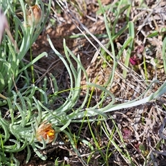 Leucochrysum albicans subsp. albicans at Whitlam, ACT - 14 Sep 2024 02:30 PM