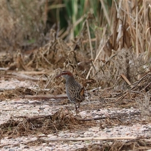 Gallirallus philippensis at Leeton, NSW - 12 Jul 2024 12:16 PM