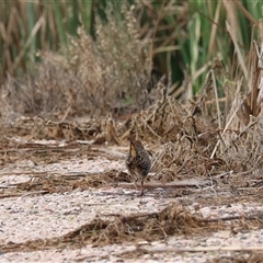 Gallirallus philippensis at Leeton, NSW - 12 Jul 2024 12:16 PM