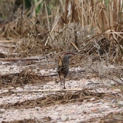 Gallirallus philippensis at Leeton, NSW - 12 Jul 2024 12:16 PM