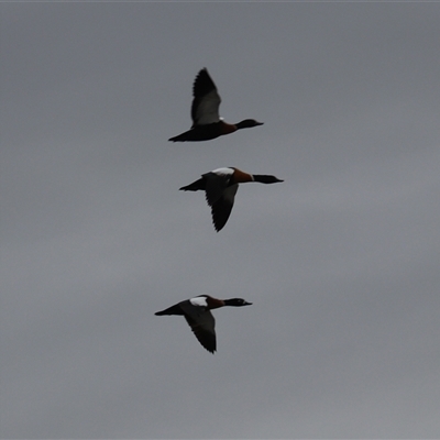 Tadorna tadornoides (Australian Shelduck) at Leeton, NSW - 12 Jul 2024 by Rixon