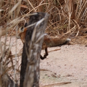 Vulpes vulpes at Leeton, NSW - 12 Jul 2024 11:36 AM