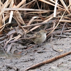 Poodytes gramineus (Little Grassbird) at Leeton, NSW - 12 Jul 2024 by Rixon