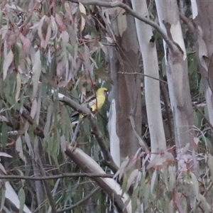 Platycercus elegans flaveolus at Yanco, NSW - 13 Jul 2024