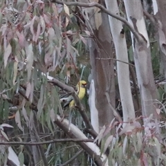 Platycercus elegans flaveolus at Yanco, NSW - 13 Jul 2024