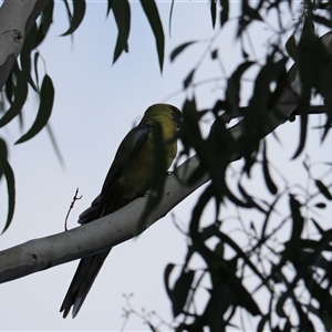 Platycercus elegans flaveolus at Yanco, NSW - 13 Jul 2024