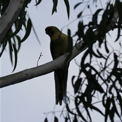 Platycercus elegans flaveolus at Yanco, NSW - 13 Jul 2024