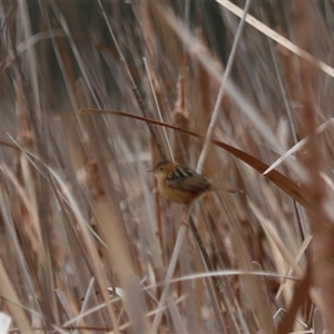 Cisticola exilis at Leeton, NSW - 12 Jul 2024