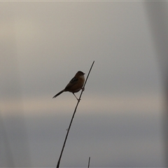 Cisticola exilis at Leeton, NSW - 12 Jul 2024 12:01 PM