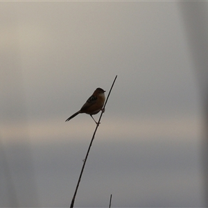 Cisticola exilis at Leeton, NSW - 12 Jul 2024