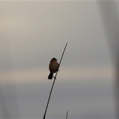 Cisticola exilis at Leeton, NSW - 12 Jul 2024