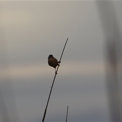 Cisticola exilis at Leeton, NSW - 12 Jul 2024