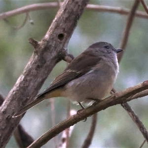 Pachycephala pectoralis at Bulli, NSW - 14 Sep 2024