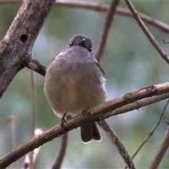 Pachycephala pectoralis at Bulli, NSW - 14 Sep 2024