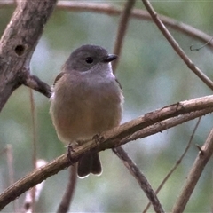 Pachycephala pectoralis at Bulli, NSW - 14 Sep 2024