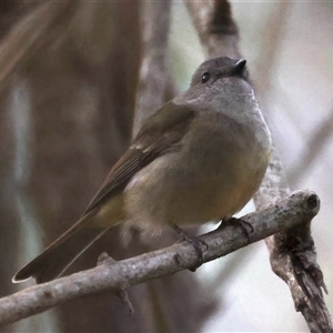 Pachycephala pectoralis at Bulli, NSW - 14 Sep 2024