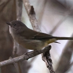 Pachycephala pectoralis at Bulli, NSW - 14 Sep 2024