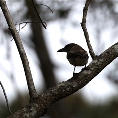 Cracticus torquatus (Grey Butcherbird) at Woonona, NSW - 15 Sep 2024 by jb2602