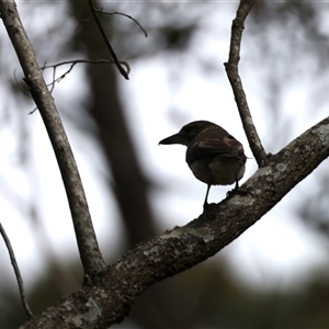 Cracticus torquatus at Woonona, NSW - 15 Sep 2024