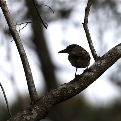 Cracticus torquatus (Grey Butcherbird) at Woonona, NSW - 15 Sep 2024 by jb2602