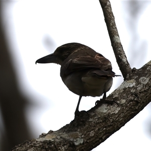 Cracticus torquatus at Woonona, NSW - 15 Sep 2024