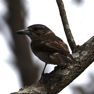 Cracticus torquatus at Woonona, NSW - 15 Sep 2024