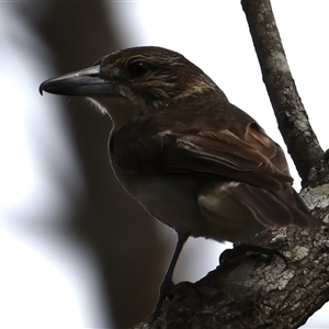 Cracticus torquatus at Woonona, NSW - 15 Sep 2024